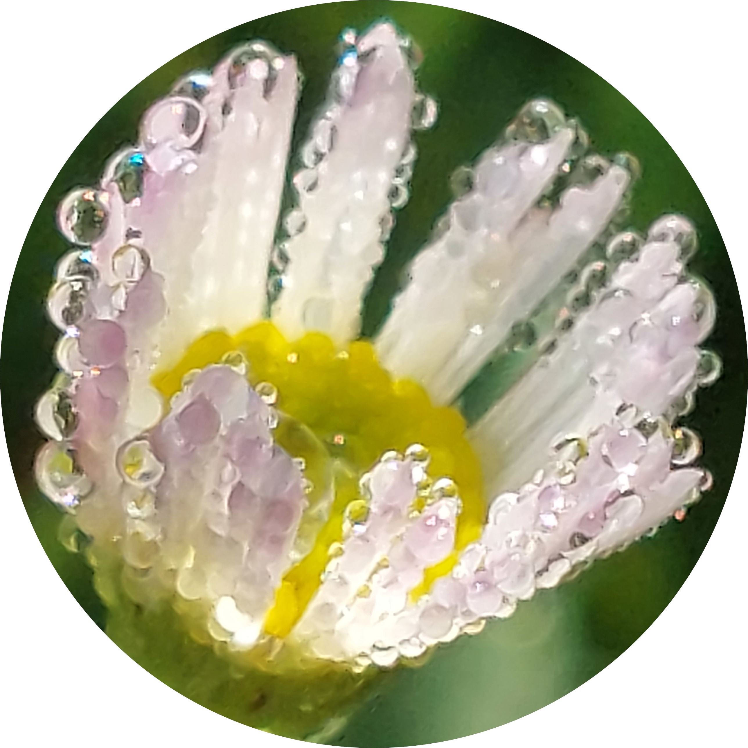 daisy covered in water droplets